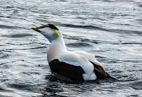 Common Eider drake - Cape Cod Seashore - 2016