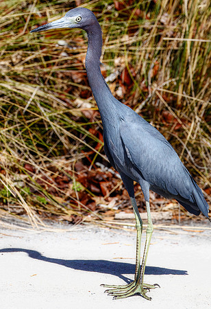 Little Blue Heron - Three Sisters Springs, FL - 2025
