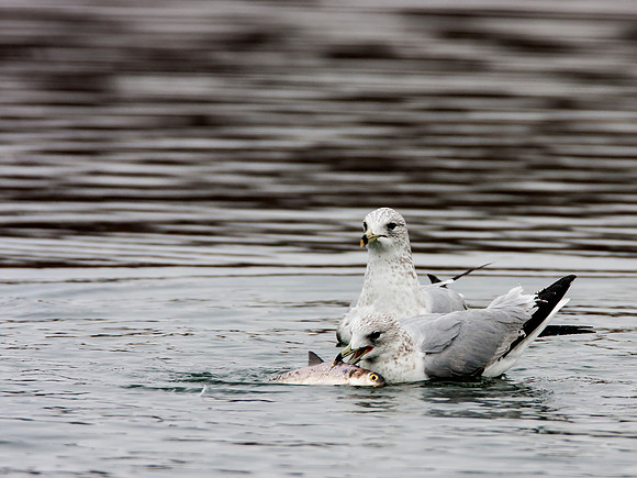 Ring-billed Gull