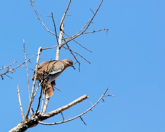 White-winged Dove