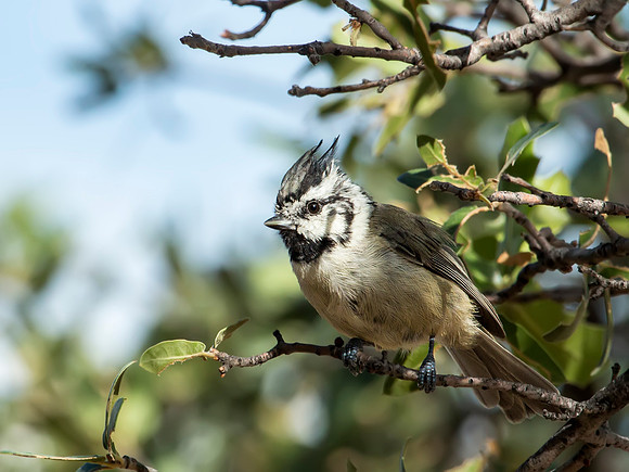 Bridled Titmouse - Arizona