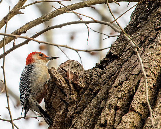 Red-bellied Woodpecker