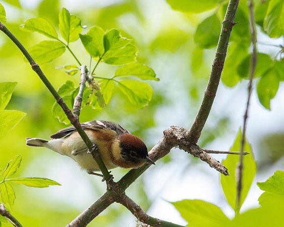 Bay-breasted Warbler
