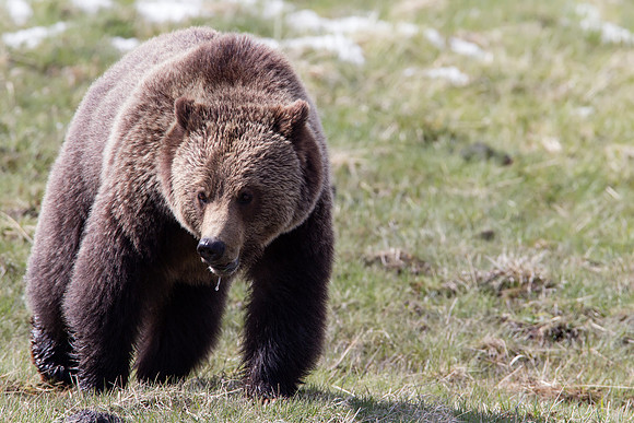 Grizzly Bear going for a stroll