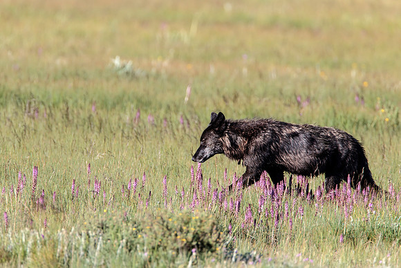 Black wolf leave a kill