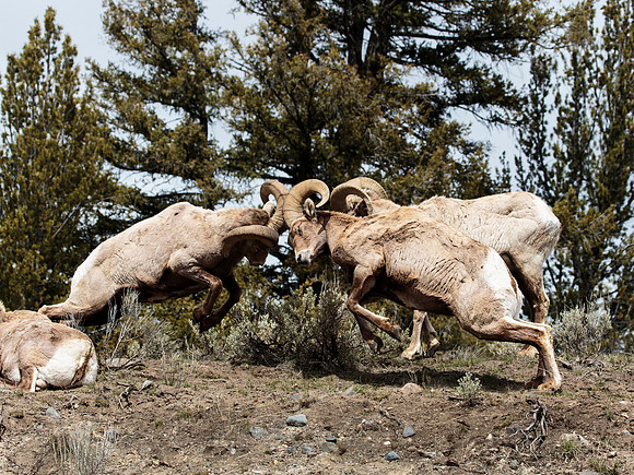 Bighorn sheep rams fighting