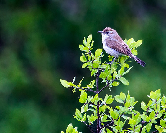 Bewick's Wren in Balcones CanyonLands NWR, Tx