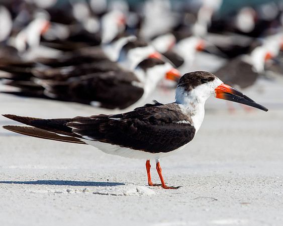 Black Skimmer