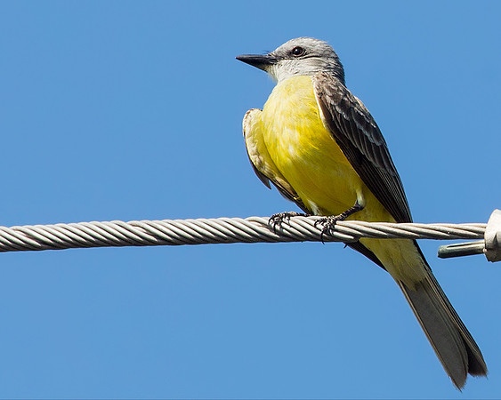 Couch's Kingbird