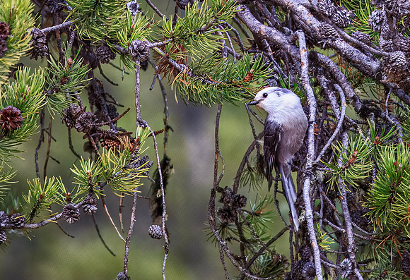 Canada Jay - Yellowstone - 2010