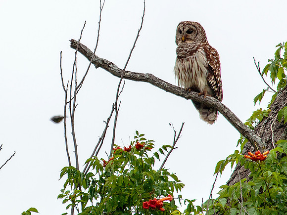 Barred Owl