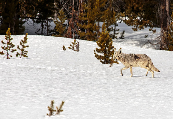 Coyote moving over the snow