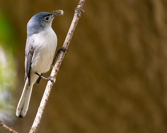 Blue-gray Gnatcatcher