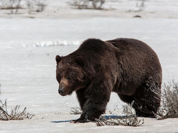 Grizzly crossing snow covered field