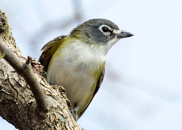 Blue-headed Vireo at McGee Marsh