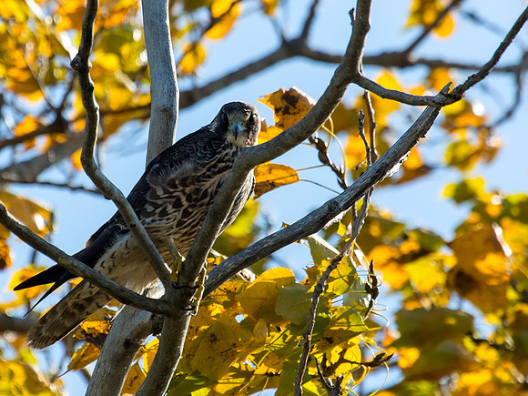 Peregrine Falcon