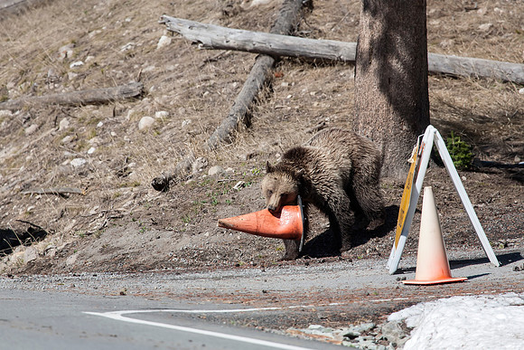 Grizzly Bear "Will this work ever be done?"