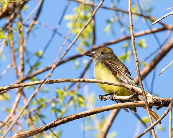 Great Crested Flycatcher