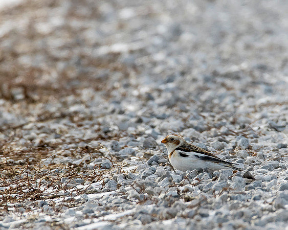 Snow Bunting