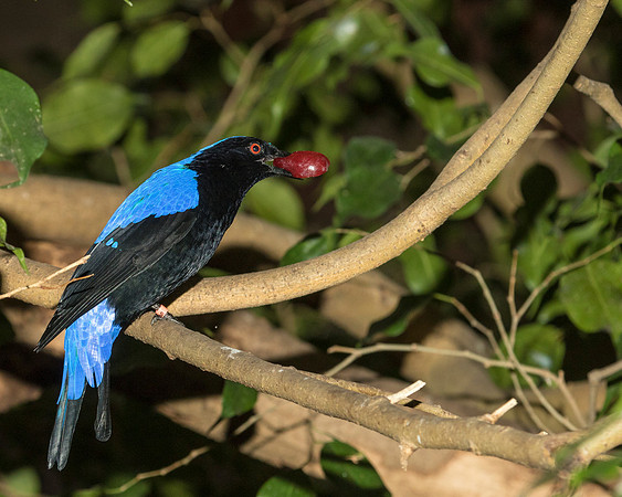 Male Fairy Bluebird from the tropics of southern Asia