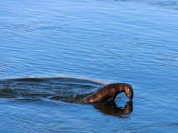 Diving River Otter in Yellowstone River