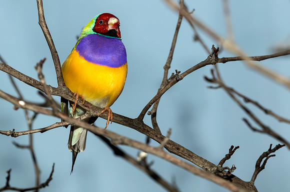 Gouldian Finch from Australia