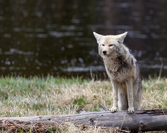 Coyote with feet on log