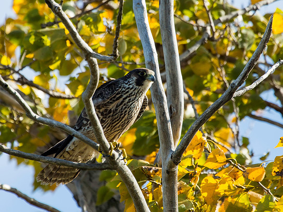 Peregrine Falcon