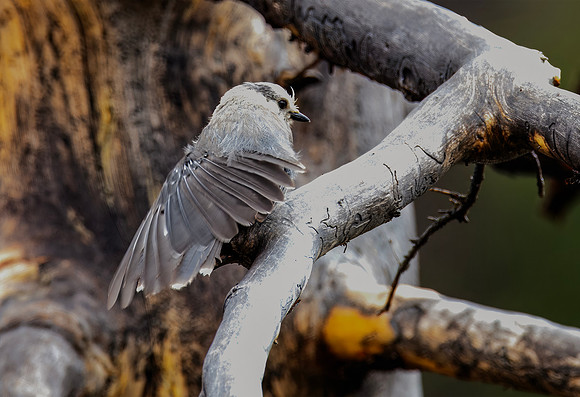 Canada Jay - Yellowstone - 2018
