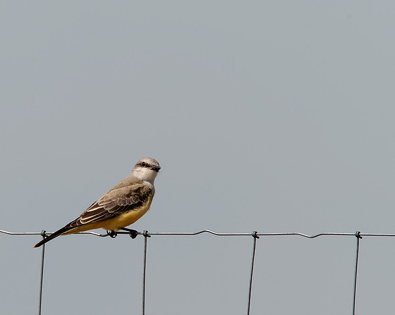 Western Kingbird