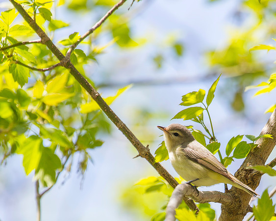 Warbling Vireo