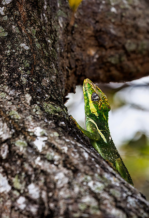 Knight Anole - Wakodahatchee Wetlands, FL - 2025