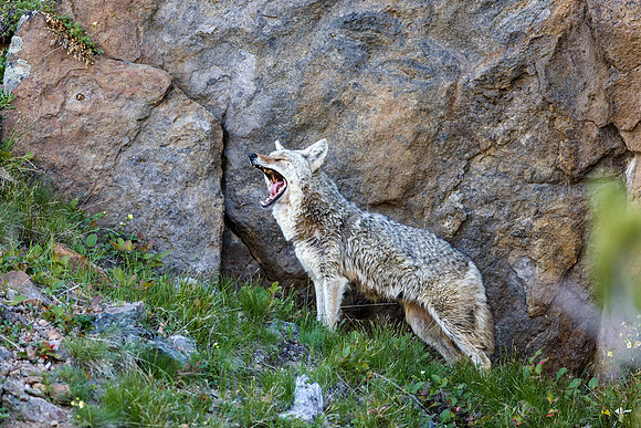 Coyote mother yawning