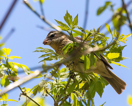 Female Rose-breasted Grosbeak