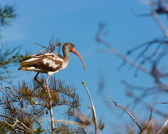Juvenile White Ibis in Everglades National Park