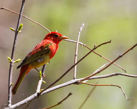 Juvenile Summer Tanager