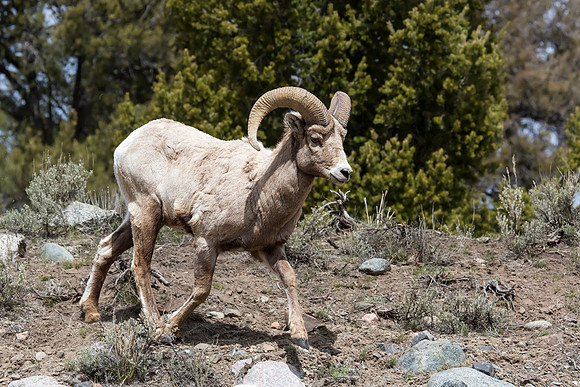 Bighorn Ram on the move