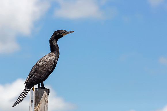 Neotropic Cormorant