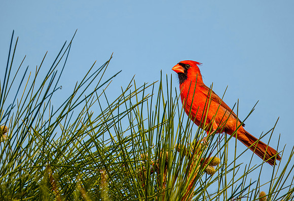 Northern Cardinal - Everglades NP - 2017