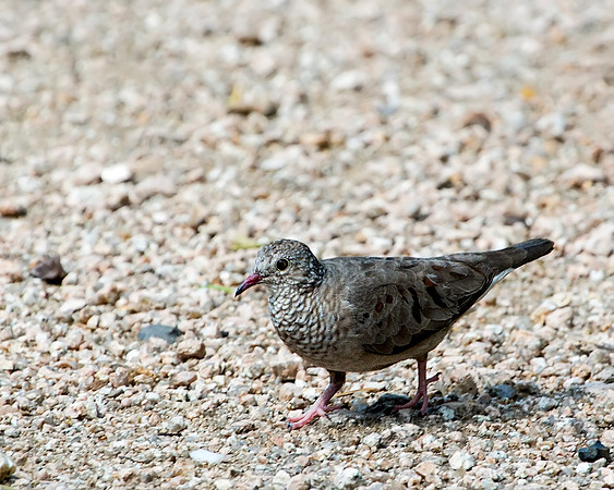 Common Ground Dove