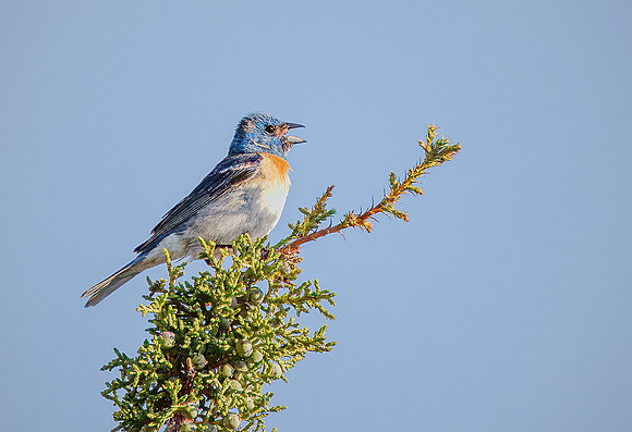 Lazuli Bunting - Hell's Half Acre, Idaho - 2024