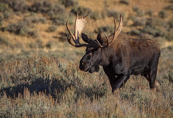 Bull Mose moving along - Soda Butt area - 2010