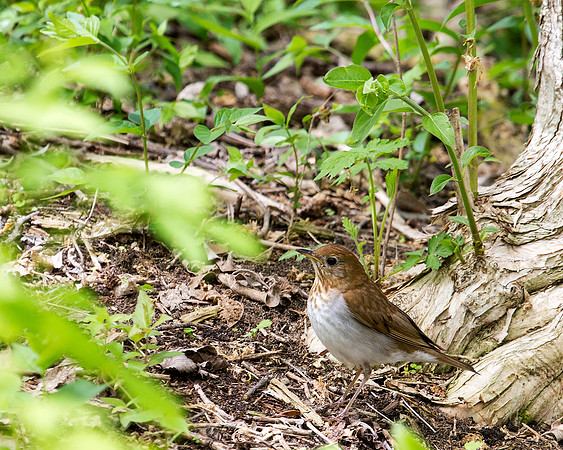 Veery
