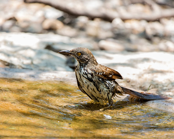 Brown Thrasher taking a bath
