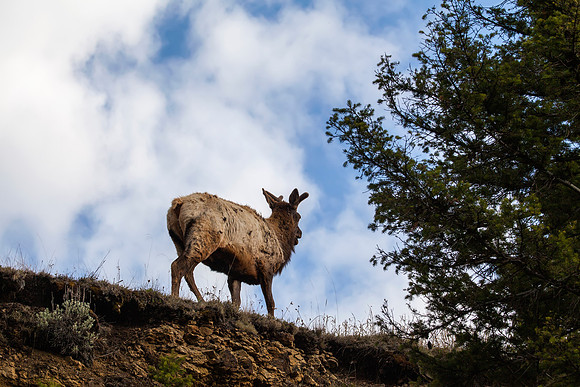 Bull elk going over the horizon