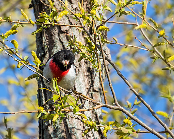 Male Rose-breasted Grosbeak. Now we know who likes ladybugs!