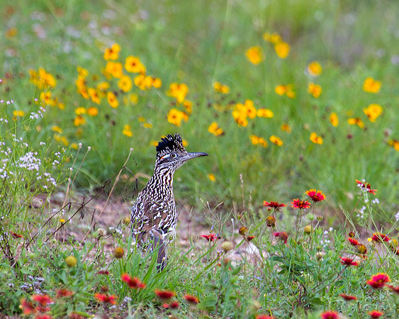 Greater Roadrunner