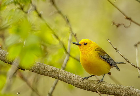 Prothonotary Warbler - Magee Marsh - 2016