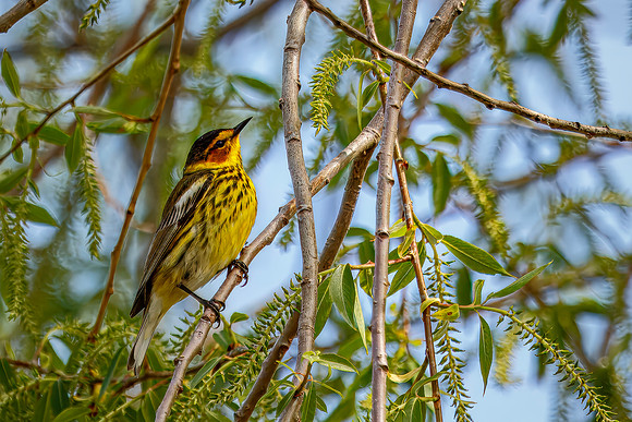 Cape May Warbler - Magee Marsh - 2014