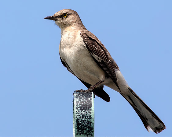 Northern Mockingbird